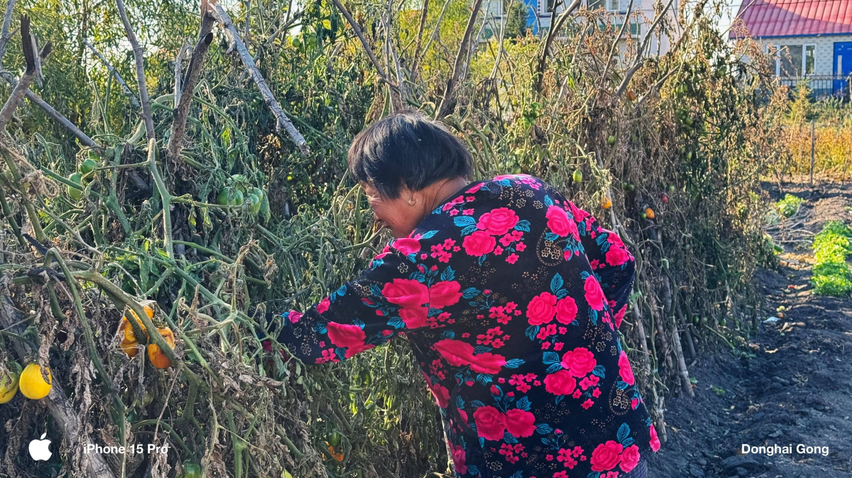 奶正在采摘柿子