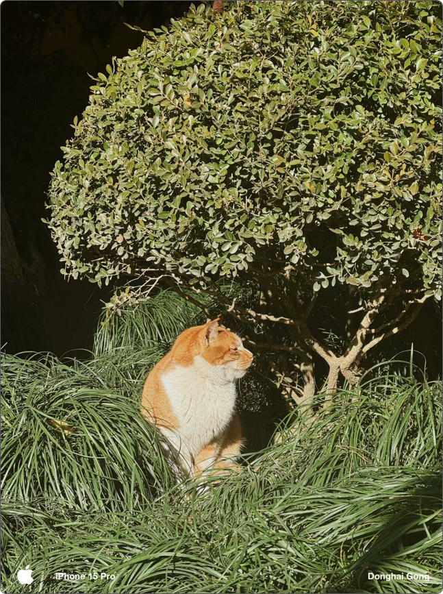 树下晒太阳