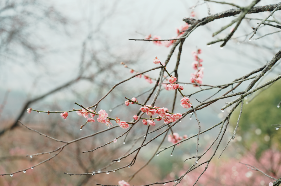 邂逅梅花