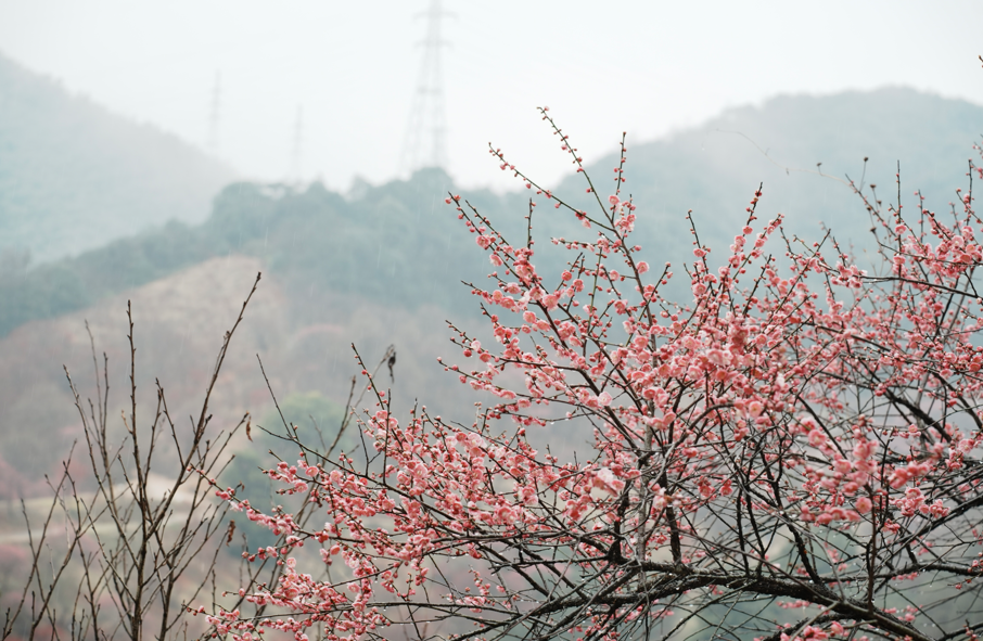 邂逅梅花