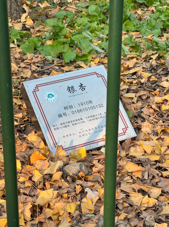 上千年的银杏树